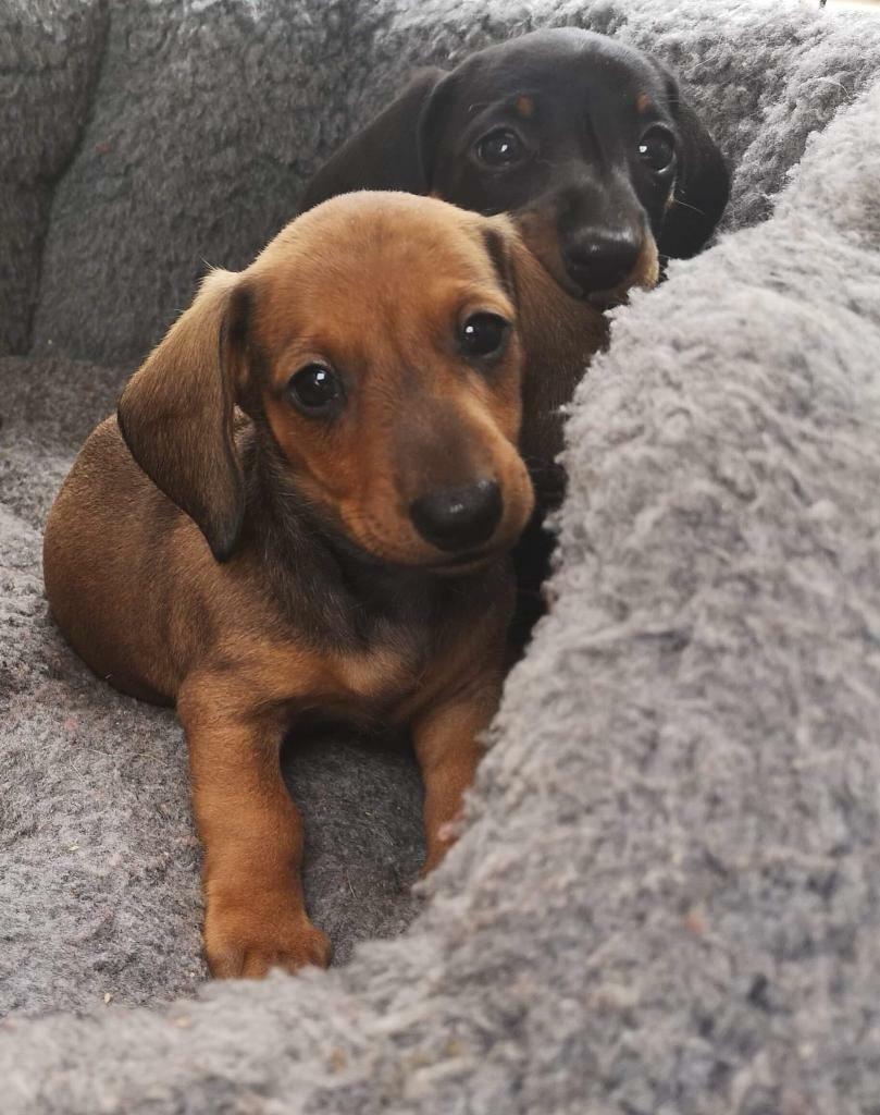 tan dachshund puppies for sale